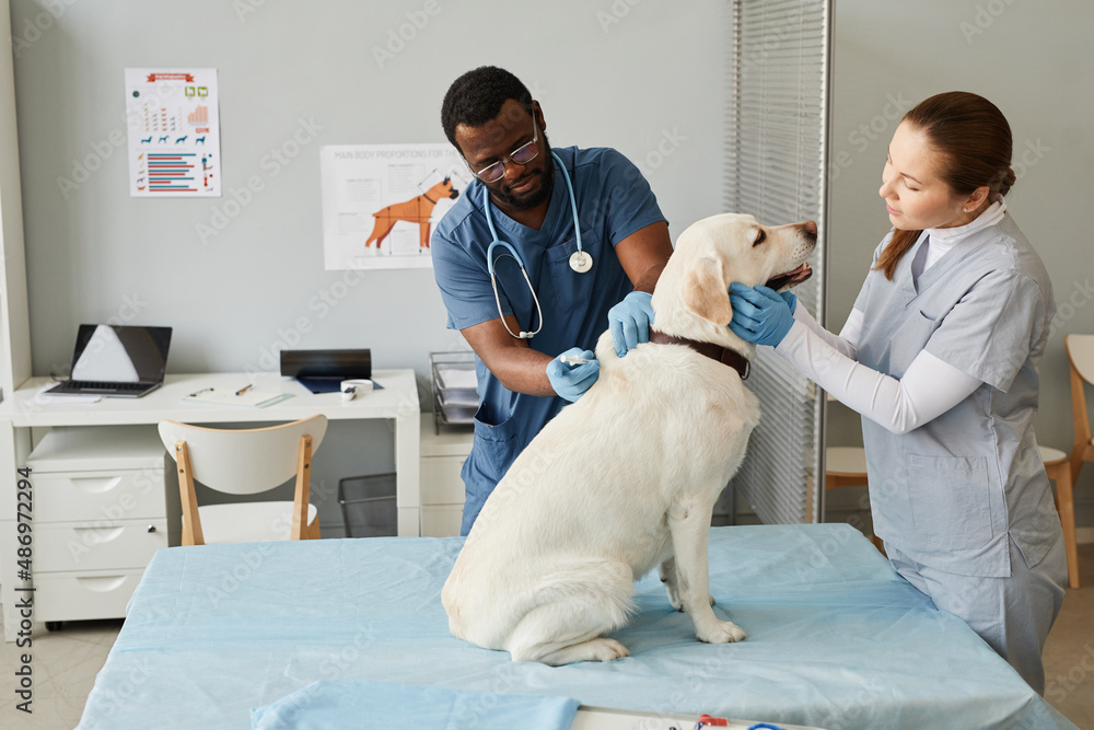 Vétérinaires roumains : Des professionnels pour les soins animaux 